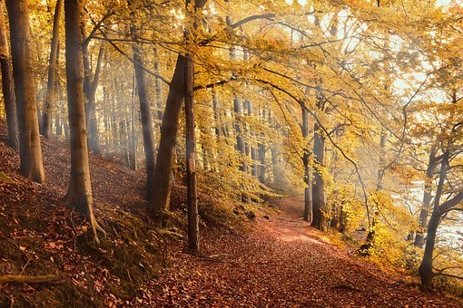 La décision du Service cantonal valaisan des forêts choque des élus